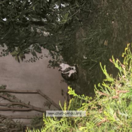 Foto 1/1 Gato encontrado Encontrado en Colmar