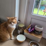 Foto del gato perdido en Blainville Sur Orne