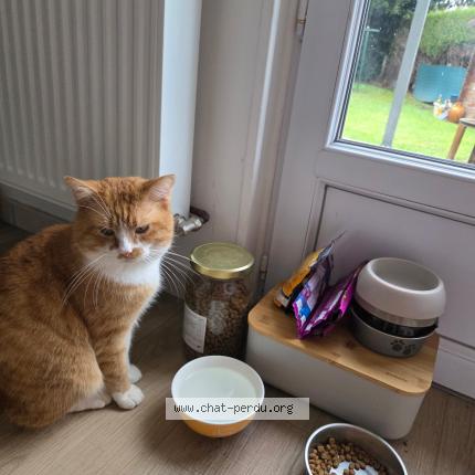 Foto 1/1 Smith Chat perdido en Blainville sur orne