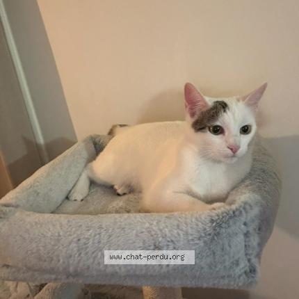 Foto 1/1 Neps Chat perdido en Senas