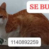 Foto del gato perdido en Quilmes Oeste