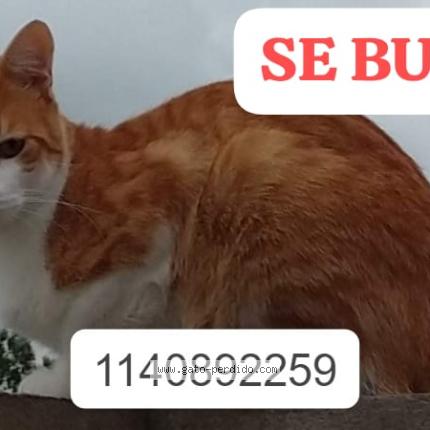Foto 1/1 Apolo Chat perdido en Quilmes oeste