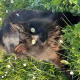 Foto del gato perdido en Nohic