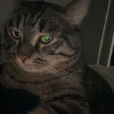 Foto del gato perdido en Sallanches