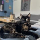 Foto del gato perdido en Bassens