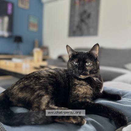 Foto 1/1 Nala Chat perdido en Bassens