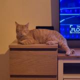 Foto del gato perdido en Gramat