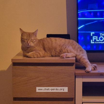 Foto 1/1 Aslan Chat perdido en Gramat