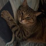 Foto del gato perdido en Chaligny