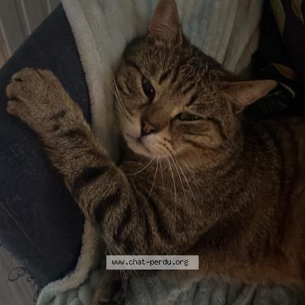 Foto 1/1 Léon Chat perdido en Chaligny