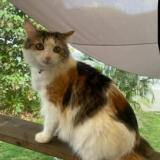 Foto del gato perdido en Saint Barthelemy