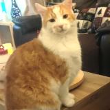 Foto del gato perdido en Marcoux