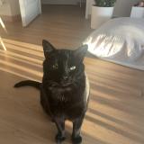 Foto del gato perdido en Vouille