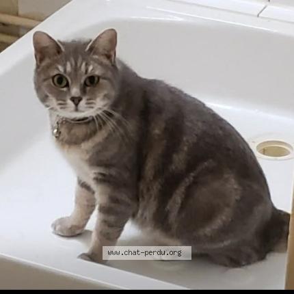 Foto 1/1 Crevette Chat perdido en Chateauroux