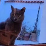 Foto de gato encontrado en Saint Brevin Les Pins