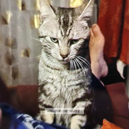 Foto 1/2 Jean-paul Segrestan Chat perdido en Castelnau barbarens