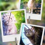 Foto del gato perdido en Les Peintures