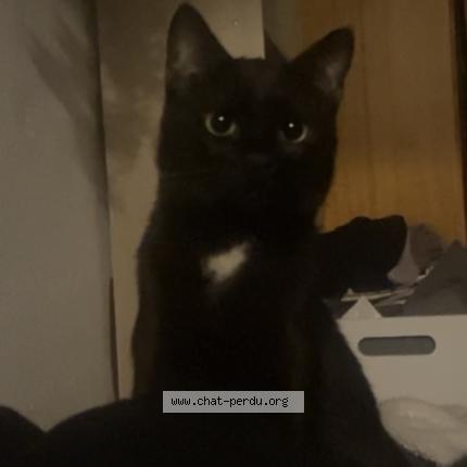 Foto 1/1 Mugen Chat perdido en Salon de provence