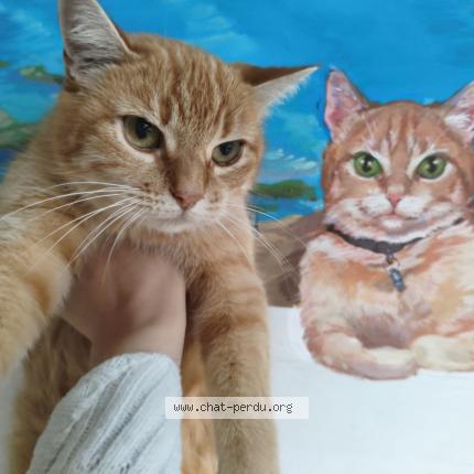 Foto 1/1 Ronnie Chat perdido en La londe les maures