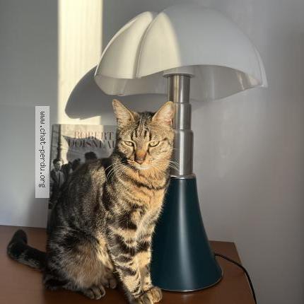 Foto 1/1 Tokyo Chat perdido en Marseille