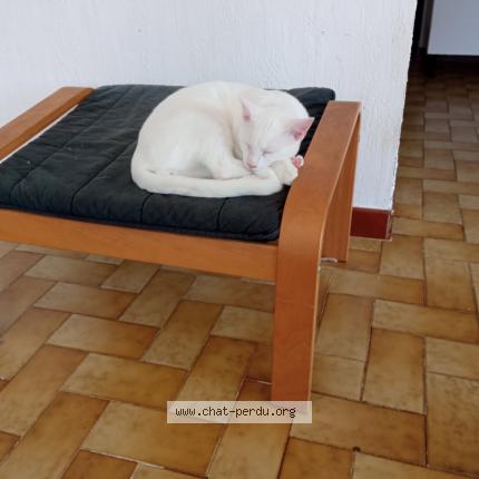 Foto 1/1 Shiro Chat perdido en Bagneres de bigorre