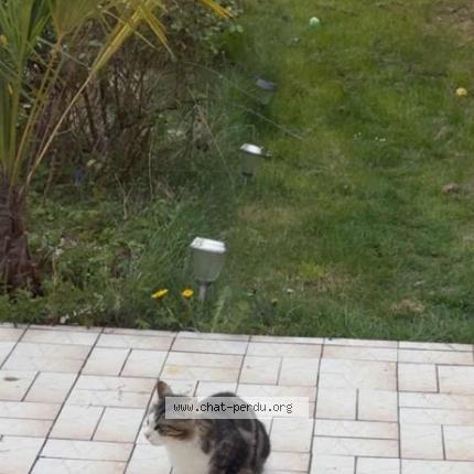 Foto 1/5 Gato encontrado Encontrado en Tremblay en france