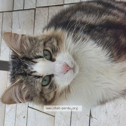 Foto 2/5 Gato encontrado Encontrado en Tremblay en france