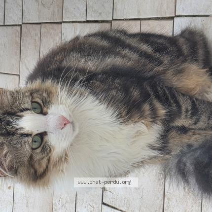 Foto 3/5 Gato encontrado Encontrado en Tremblay en france