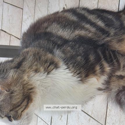 Foto 4/5 Gato encontrado Encontrado en Tremblay en france
