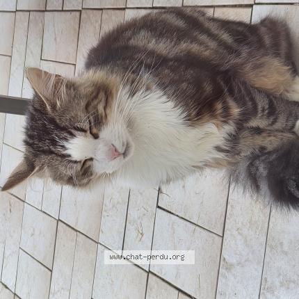 Foto 5/5 Gato encontrado Encontrado en Tremblay en france
