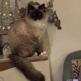 Foto del gato perdido en Saint Mariens