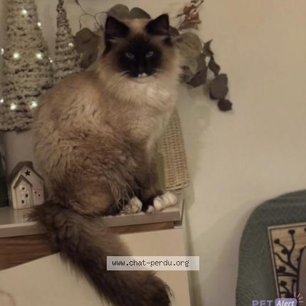 Foto 1/1 Albus Chat perdido en Saint mariens