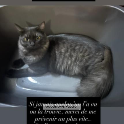 Foto 1/1 Aka Chat perdido en La bretagne