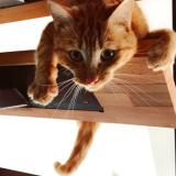 Foto del gato perdido en Lamagdelaine