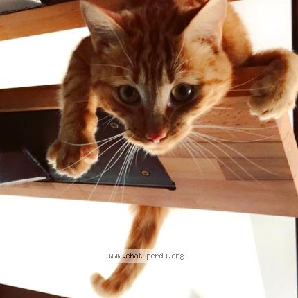 Foto 1/1 Bibi Chat perdido en Lamagdelaine