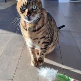 Foto del gato perdido en Vaudreuil Dorion