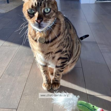 Foto 1/2 Sasha Chat perdido en Vaudreuil dorion