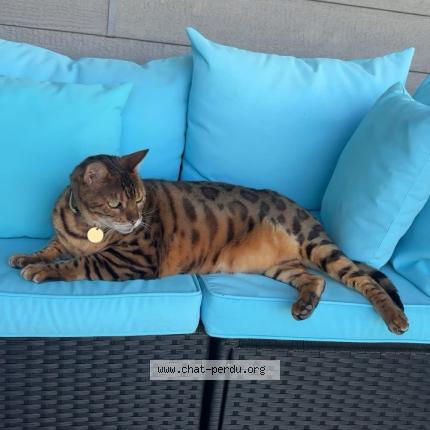 Foto 2/2 Sasha Chat perdido en Vaudreuil dorion