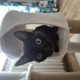 Foto del gato perdido en Ingersheim