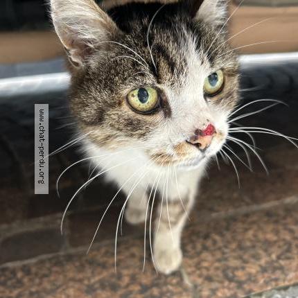 Foto 1/1 Gato encontrado Encontrado en Montauban