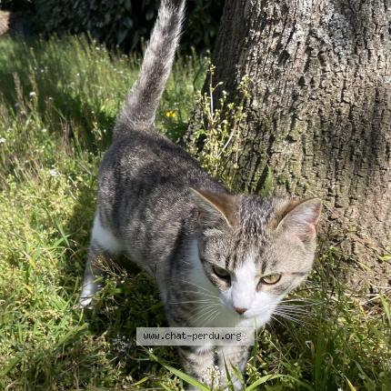Foto 1/1 Gato encontrado Encontrado en Le ban saint martin