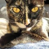 Foto del gato perdido en Libourne