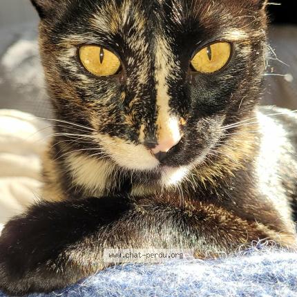 Foto 1/1 Mimine Chat perdido en Libourne