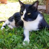 Foto del gato perdido en Echenoz La Meline