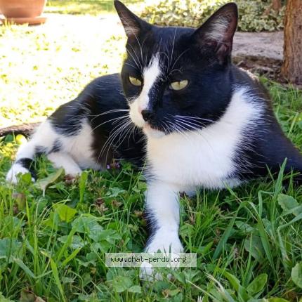 Foto 1/1 ALDO Chat perdido en Echenoz la meline