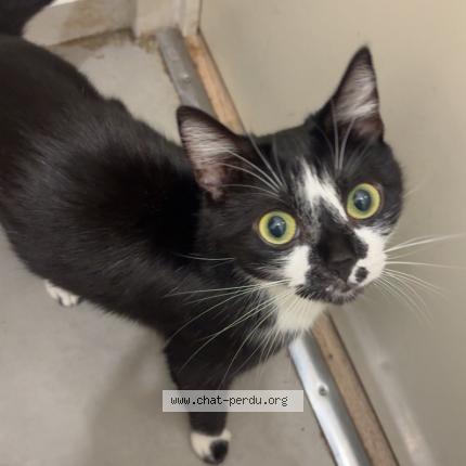 Foto 1/1 Kaylli Chat perdido en Louviers