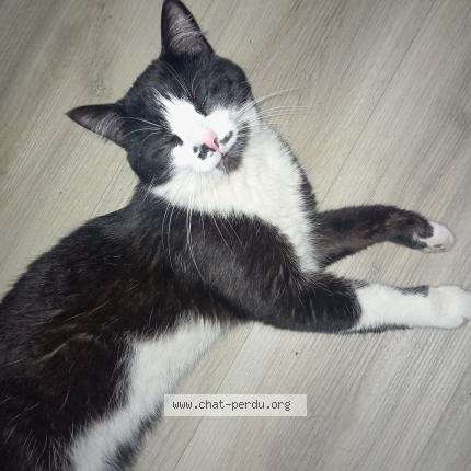 Foto 1/1 Anubis Chat perdido en Foix