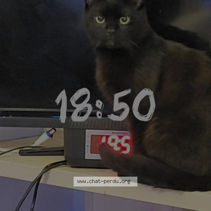 Foto 1/1 Ghost Chat perdido en Is sur tille