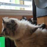 Foto del gato perdido en Saint Beauzire