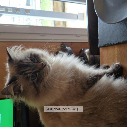 Foto 1/1 Siegfried Chat perdido en Saint beauzire